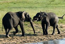 Afrikanischer Elefant (78 von 131).jpg